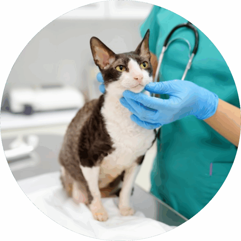 Urgent Care Urgent Care