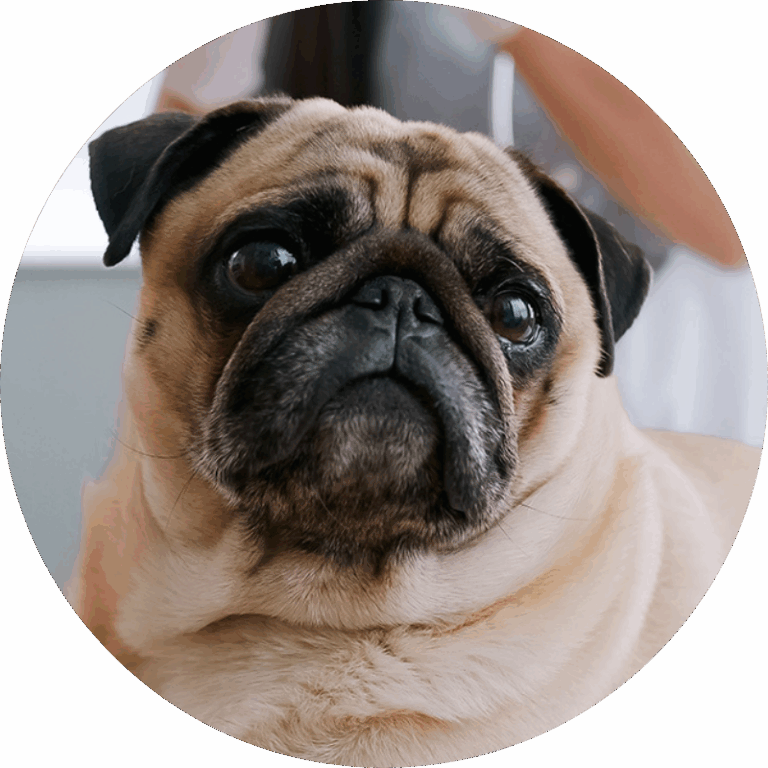 Senior Pet Care Senior Pet Care